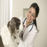 Learn how to become a veterinarian.